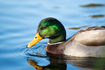 Coastal Mallard